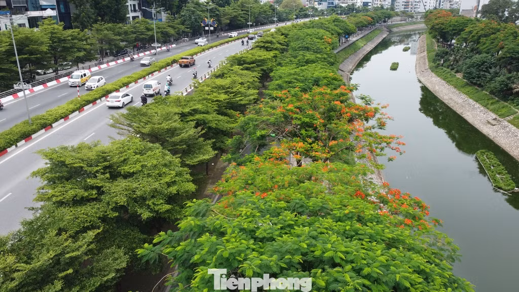 Cây xanh phủ kín trên tuyến phố dọc hai bên dòng sông Tô Lịch trên địa bàn quận Cầu Giấy.