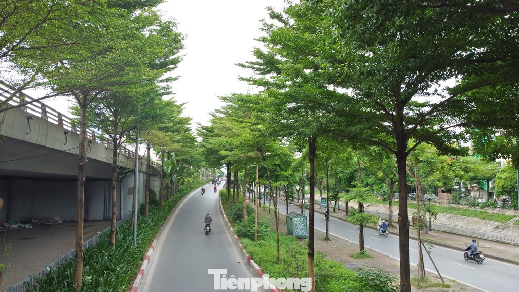 Trong ảnh là khu vực đường Bưởi, một trong những nơi có hàng cây hai bên đường đẹp nhất Hà Nội.