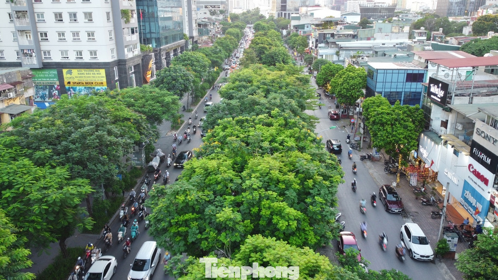Cây xanh góp phần lớn giảm nhiệt do hiệu ứng của quá trình đô thị hóa tạo ra.