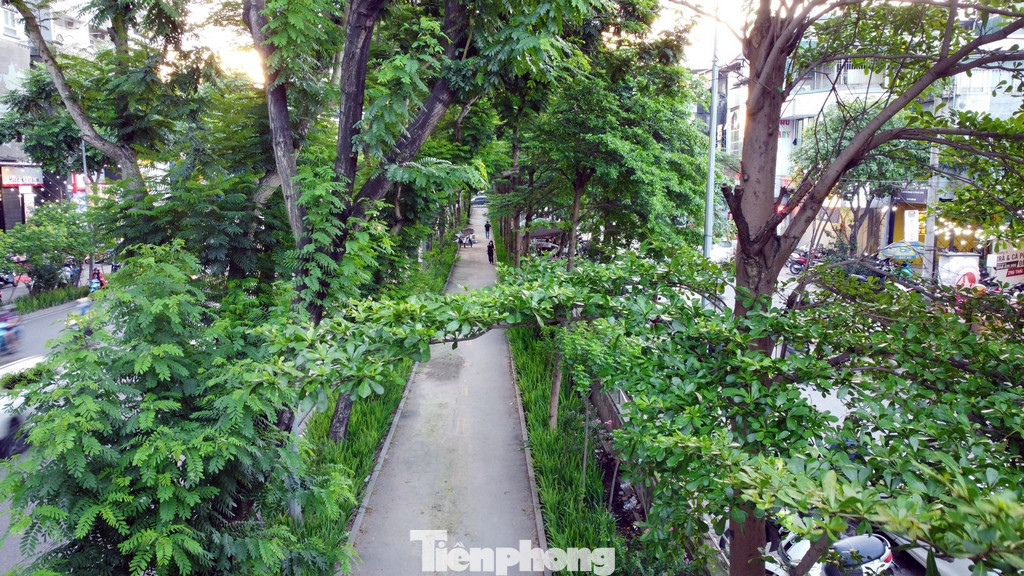 Hà Nội thời gian qua còn có những đoạn phố dành riêng cho người đi bộ với tán cây xanh phủ kín mặt đường. Hình ảnh trên một đoạn phố Thái Hà (quận Đống Đa).