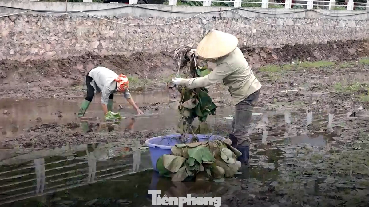 Người dân trồng sen tại đây sẽ được hướng dẫn áp dụng tiến bộ kỹ thuật trong khâu chọn giống, canh tác, thu hoạch và bảo quản các sản phẩm từ sen.