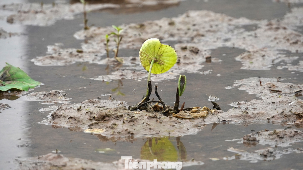 Nhằm hướng tới lễ hội sen và nghề làm trà sen truyền thống, mấy ngày qua, hàng nghìn mầm sen Bách Diệp đã được trồng ở hồ Đầm Đông để phát triển du lịch sinh thái theo chuỗi giá trị tại Tây Hồ - Hà Nội.