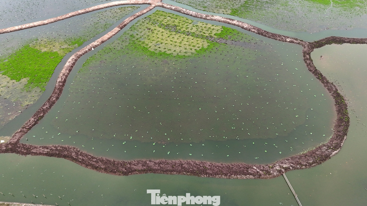 Việc trồng sen quanh các hồ nhỏ ở khu vực hồ Tây phần nào giúp tăng cảnh quan đô thị, giúp điều hòa hệ sinh thái Hồ Tây.