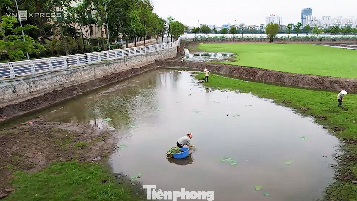 Tuy nhiên, do nhiều nguyên nhân, hiện nay diện tích trồng loại sen này đang bị thu hẹp đáng kể.