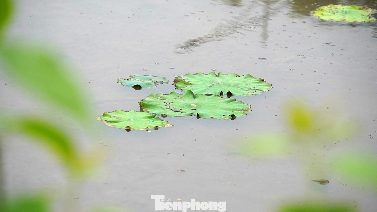 UBND quận Tây Hồ đã mời chuyên gia Viện Nghiên cứu rau quả Trung ương và Trung tâm Khuyến nông Hà Nội phối hợp thực hiện dự án "Xây dựng mô hình mẫu sản xuất sen gắn với phát triển du lịch sinh thái theo chuỗi giá trị tại Tây Hồ - Hà Nội". Thời gian triển khai dự án từ 17/2 đến 15/11 năm 2024.