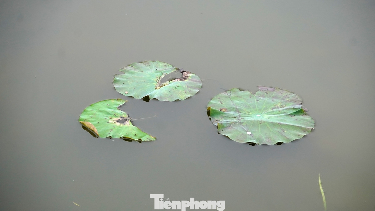 UBND quận Tây Hồ đã mời chuyên gia Viện Nghiên cứu rau quả Trung ương và Trung tâm Khuyến nông Hà Nội phối hợp thực hiện dự án "Xây dựng mô hình mẫu sản xuất sen gắn với phát triển du lịch sinh thái theo chuỗi giá trị tại Tây Hồ - Hà Nội". Thời gian triển khai dự án từ 17/2 đến 15/11 năm 2024.