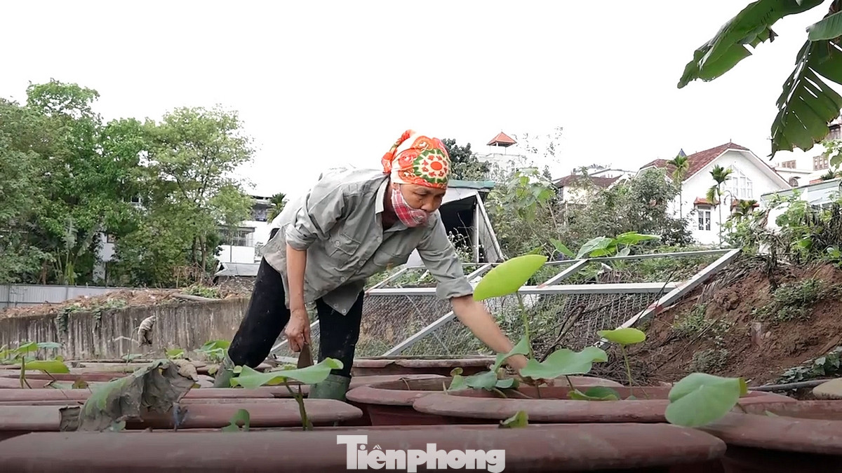 Theo người dân quận Tây Hồ, sen Bách Diệp từ lâu đã được trồng ở các hồ nhỏ quanh khu Hồ Tây. Giống sen này có tới 100 cánh và thường được dùng ướp trà.