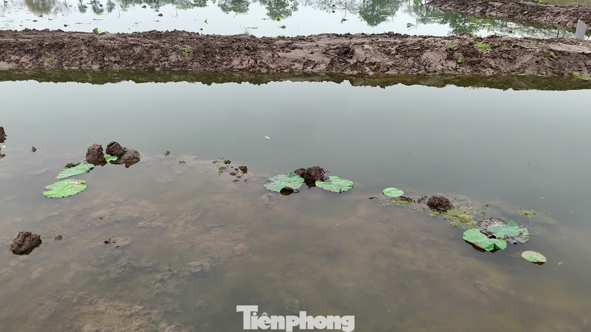 Để góp phần bảo tồn và tiến tới nhân rộng diện tích trồng loại sen này, mới đây các cơ quan chức năng đã triển khai nhiều dự án nhằm khôi phục sen Bách Diệp để gắn với phát triển du lịch tại địa phương.