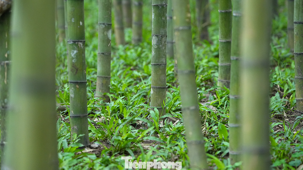 Phía dưới mặt đất, cỏ được trồng kín. Phía dưới mặt đất, cỏ được trồng kín.