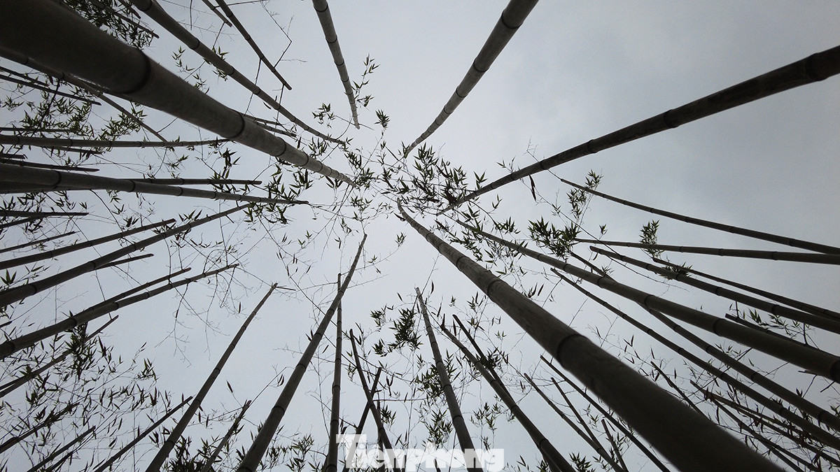 Được biết, dự án trồng cây trúc và cải tạo vườn hồ Trúc Bạch được triển khai từ tháng 11 năm ngoái và đến nay đã cơ bản được hoàn thiện. Được biết, dự án trồng cây trúc và cải tạo vườn hồ Trúc Bạch được triển khai từ tháng 11 năm ngoái và đến nay đã cơ bản được hoàn thiện.