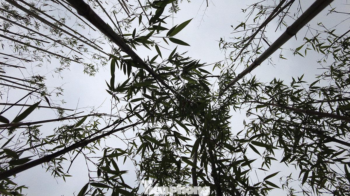 Toàn bộ số cây trúc được trồng tại đây đã bén rễ và bắt đầu cho những lứa lá xanh mát đầu tiên. Toàn bộ số cây trúc được trồng tại đây đã bén rễ và bắt đầu cho những lứa lá xanh mát đầu tiên.