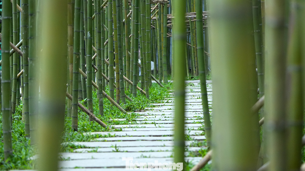 Thời gian qua, nhiều người dân đi qua phố Trấn Vũ (phường Trúc Bạch,quận Ba Đình, thành phố Hà Nội) không khỏi tò mò bởi khu vườn trúc độc đáo nằm bên hồ Trúc Bạch. Thời gian qua, nhiều người dân đi qua phố Trấn Vũ (phường Trúc Bạch,quận Ba Đình, thành phố Hà Nội) không khỏi tò mò bởi khu vườn trúc độc đáo nằm bên hồ Trúc Bạch.