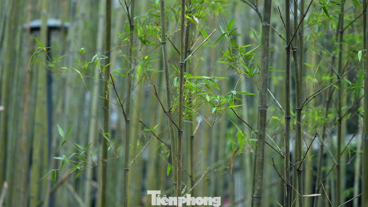 Từ khu vực đầu đường Trấn Vũ tiếp giáp với đường Thanh Niên, người dân có thể chiêm ngưỡng hàng ngàn cây trúc cao khoảng 4 - 5m được trồng xen kẽ nhau. Từ khu vực đầu đường Trấn Vũ tiếp giáp với đường Thanh Niên, người dân có thể chiêm ngưỡng hàng ngàn cây trúc cao khoảng 4 - 5m được trồng xen kẽ nhau.