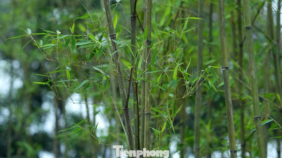 Toàn bộ số cây trúc được trồng tại đây đã bén rễ và bắt đầu cho những lứa lá xanh mát đầu tiên. Toàn bộ số cây trúc được trồng tại đây đã bén rễ và bắt đầu cho những lứa lá xanh mát đầu tiên.