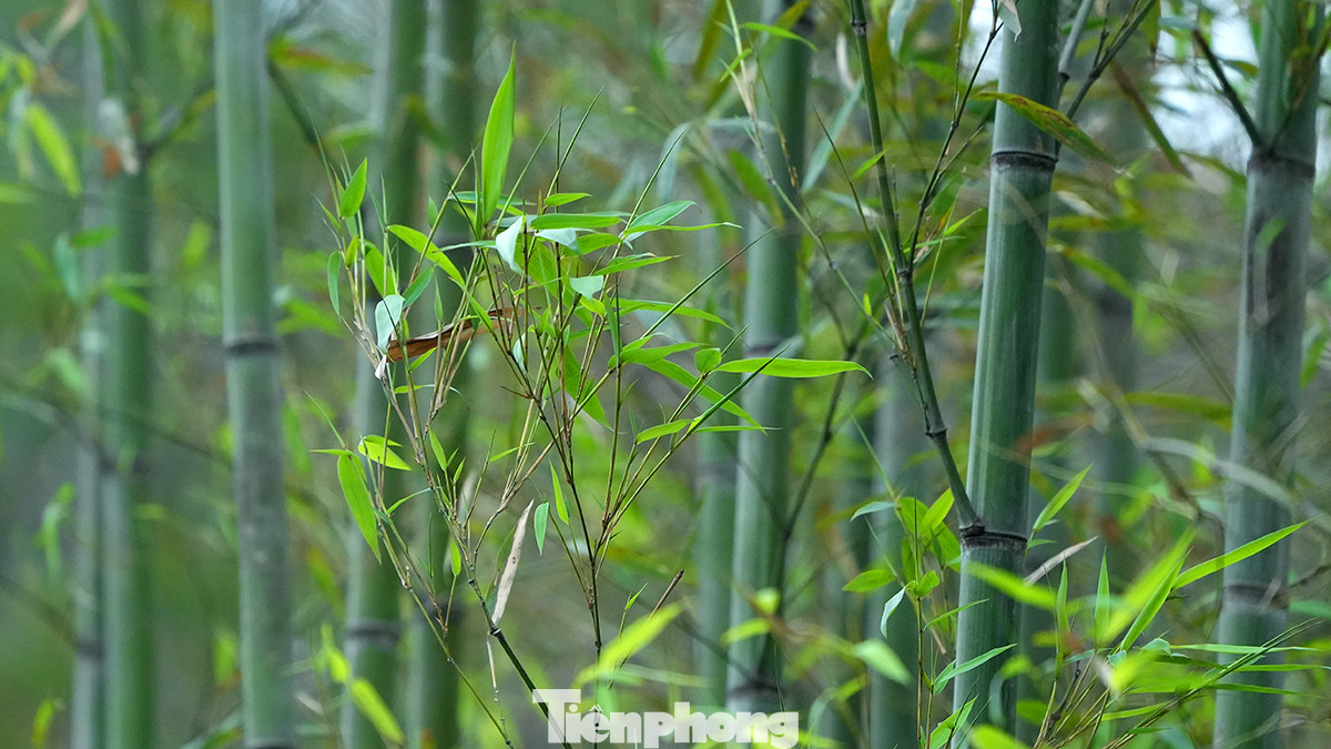 Từ khu vực đầu đường Trấn Vũ tiếp giáp với đường Thanh Niên, người dân có thể chiêm ngưỡng hàng ngàn cây trúc cao khoảng 4 - 5m được trồng xen kẽ nhau. Từ khu vực đầu đường Trấn Vũ tiếp giáp với đường Thanh Niên, người dân có thể chiêm ngưỡng hàng ngàn cây trúc cao khoảng 4 - 5m được trồng xen kẽ nhau.