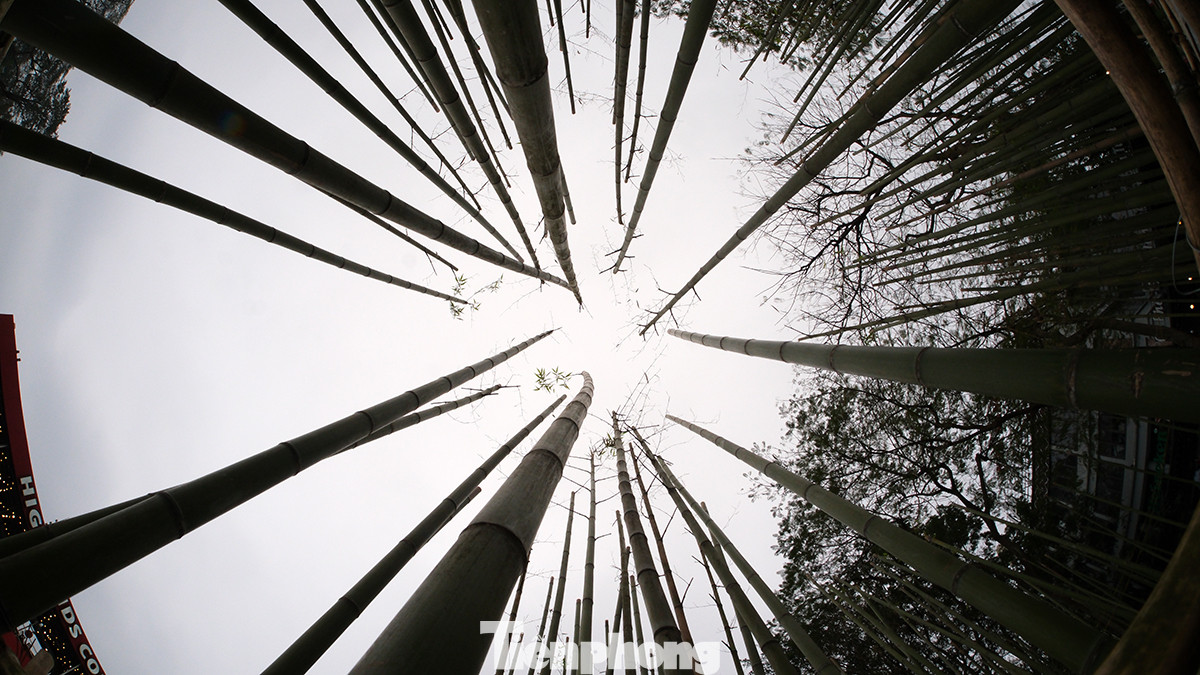 Những cây trúc mọc thẳng tắp. Những cây trúc mọc thẳng tắp.