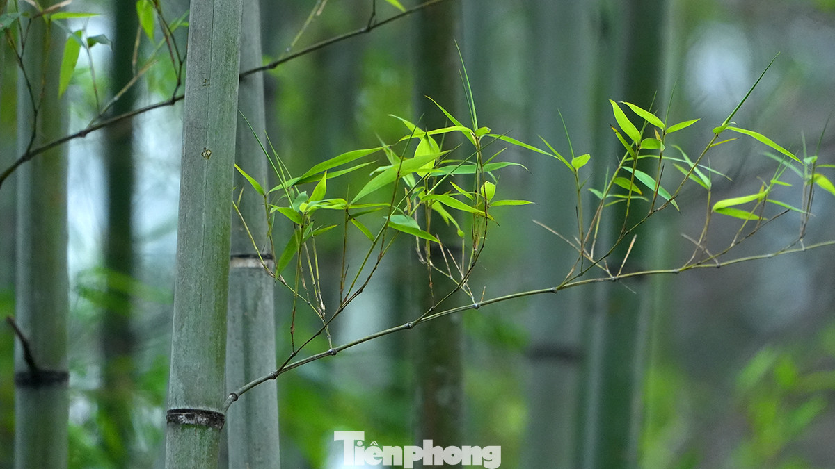 Từ khu vực đầu đường Trấn Vũ tiếp giáp với đường Thanh Niên, người dân có thể chiêm ngưỡng hàng ngàn cây trúc cao khoảng 4 - 5m được trồng xen kẽ nhau. Từ khu vực đầu đường Trấn Vũ tiếp giáp với đường Thanh Niên, người dân có thể chiêm ngưỡng hàng ngàn cây trúc cao khoảng 4 - 5m được trồng xen kẽ nhau.