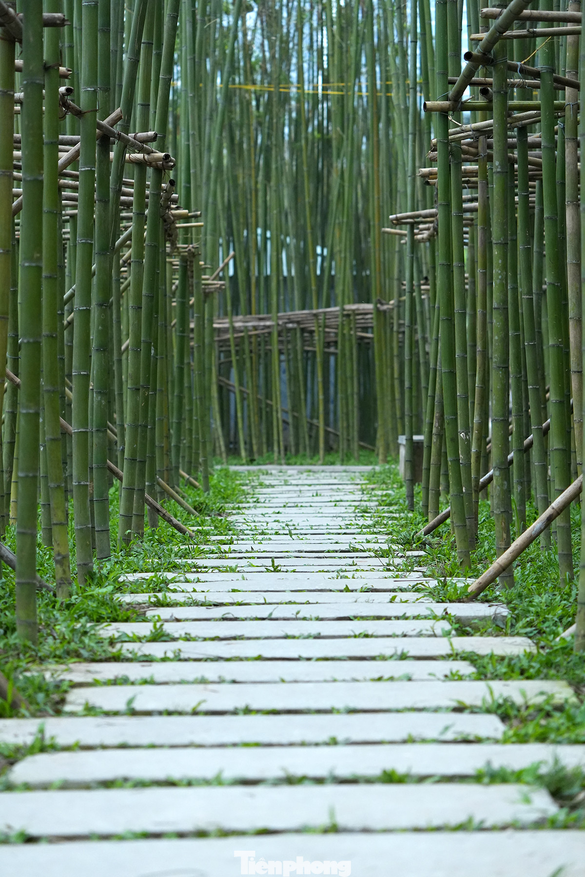 Để những cây trúc mọc thẳng, công nhân đã cố định chúng bằng những chiếc cọc và dây thép chắc chắn. Bên dưới rừng trúc là những chiếc đèn được sắp xếp hợp lý để tạo nên không gian huyền ảo, lung linh khi đêm xuống. Để những cây trúc mọc thẳng, công nhân đã cố định chúng bằng những chiếc cọc và dây thép chắc chắn. Bên dưới rừng trúc là những chiếc đèn được sắp xếp hợp lý để tạo nên không gian huyền ảo, lung linh khi đêm xuống.