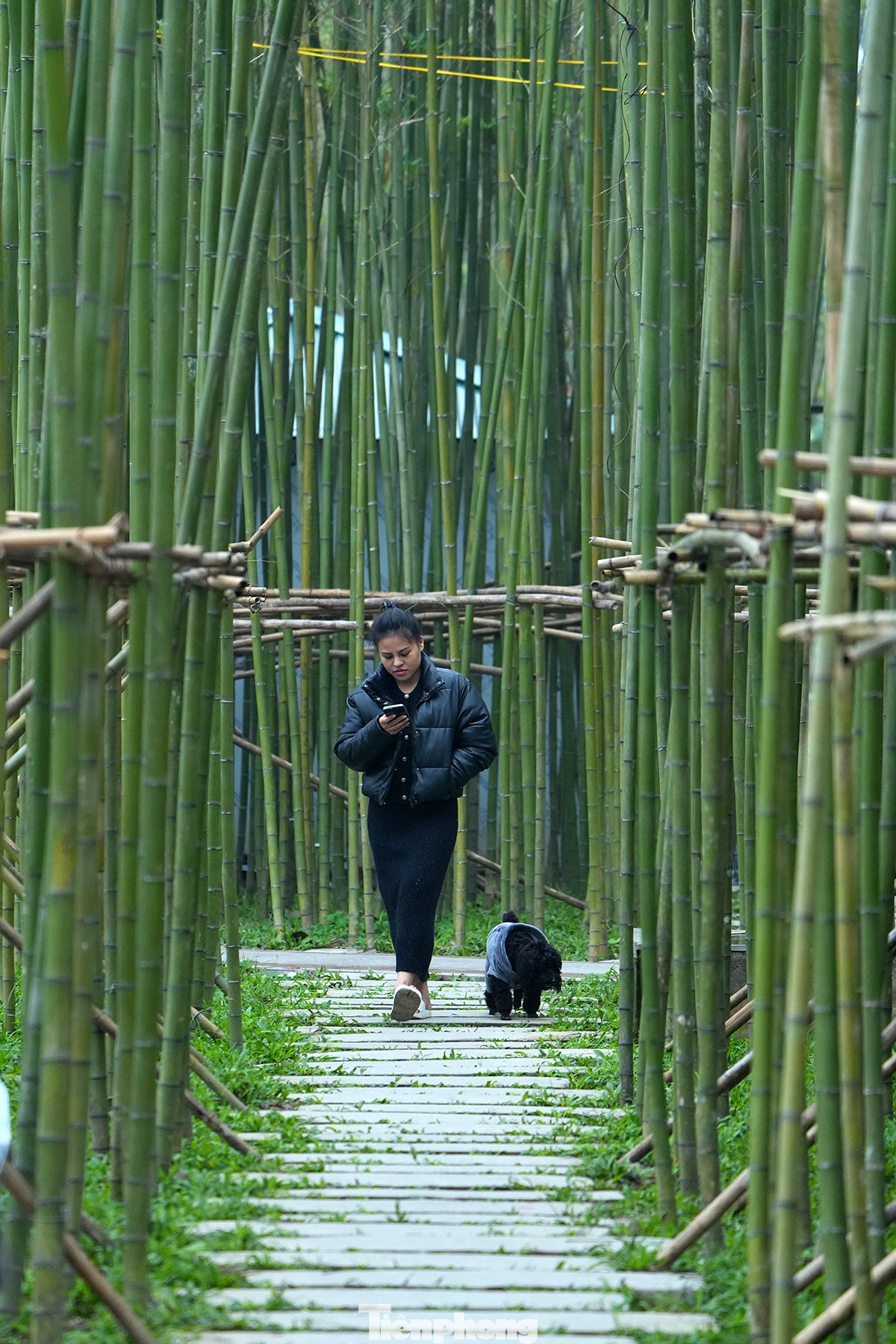 Một không gian xanh ngát của hàng nghìn cây trúc mang lại một hình ảnh mới lạ trong lòng Thủ đô. Một không gian xanh ngát của hàng nghìn cây trúc mang lại một hình ảnh mới lạ trong lòng Thủ đô.