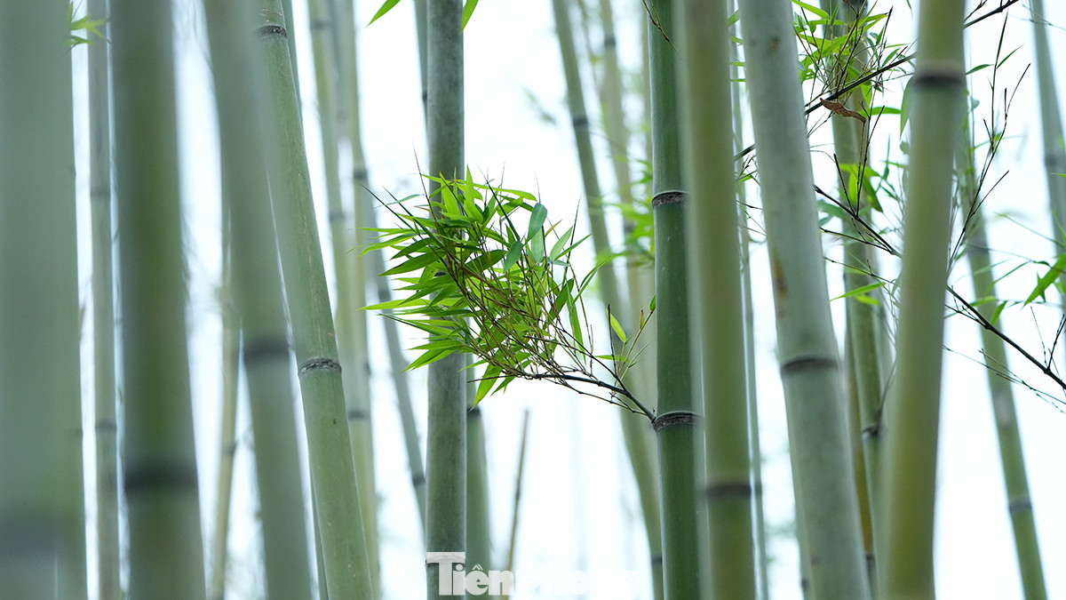 Từ khu vực đầu đường Trấn Vũ tiếp giáp với đường Thanh Niên, người dân có thể chiêm ngưỡng hàng ngàn cây trúc cao khoảng 4 - 5m được trồng xen kẽ nhau. Từ khu vực đầu đường Trấn Vũ tiếp giáp với đường Thanh Niên, người dân có thể chiêm ngưỡng hàng ngàn cây trúc cao khoảng 4 - 5m được trồng xen kẽ nhau.