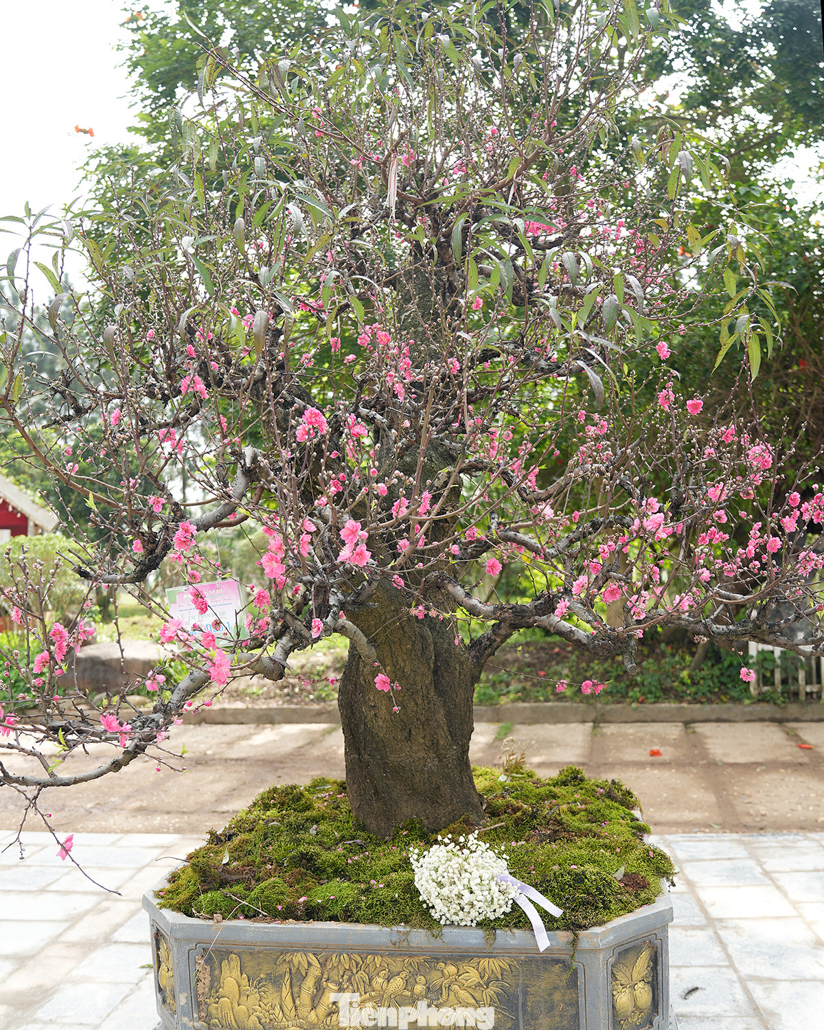 Đây là cơ hội để chính quyền và nhân dân làng nghề hoa đào Nhật Tân tiếp tục phát huy tình thần lao động, sáng tạo, dưới bàn tay tài hoa và khéo léo của người Nhật Tân đã tạo lên những sản phẩm hoa đào độc đáo đẹp về kiểu dáng, và chất lượng bông hoa mang lại hiệu quả kinh tế cao cho người trồng cây.