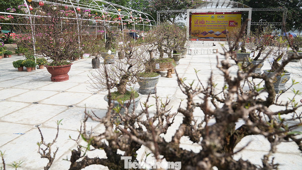 Mỗi cây đào sẽ được chấm điểm theo 13 tiêu chí cụ thể. Ban giám khảo chấm điểm từng cây và chọn 18/54 cây vào vòng chung khảo.