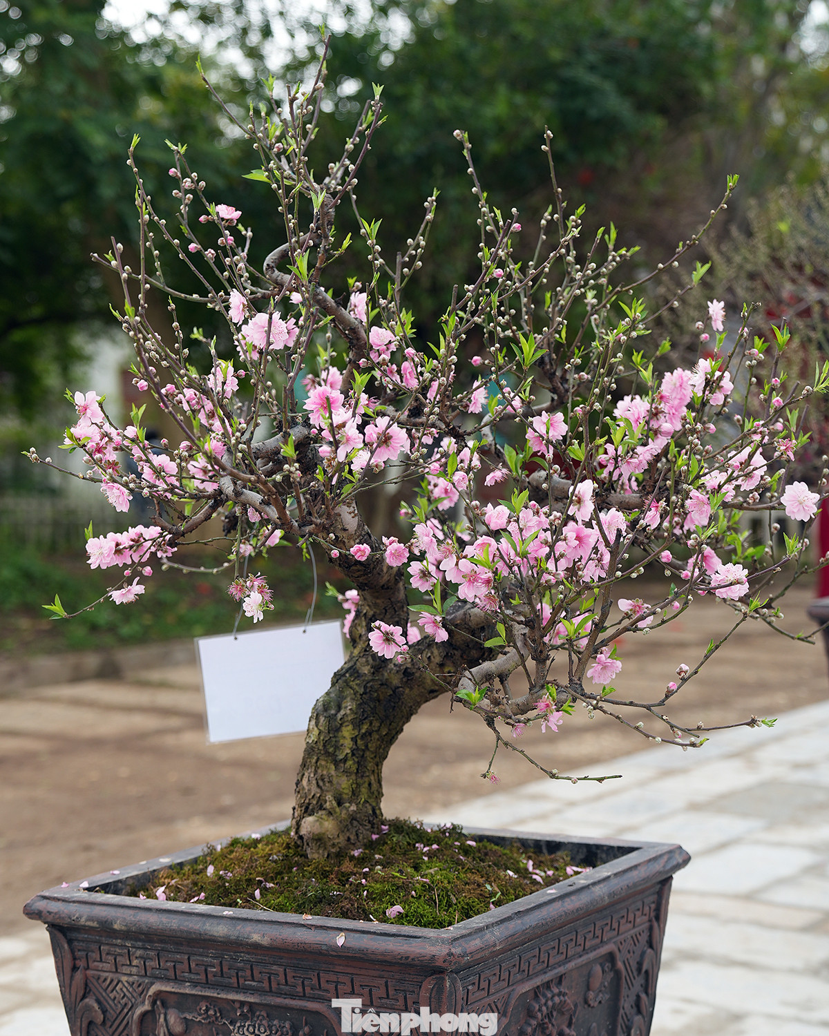 "Hoa đào Nhật Tân” vẫn khẳng định giá trị văn hóa linh thiêng của mình mỗi khi Tết đến xuân về, nhất là vào dịp Tết Nguyên Đán.