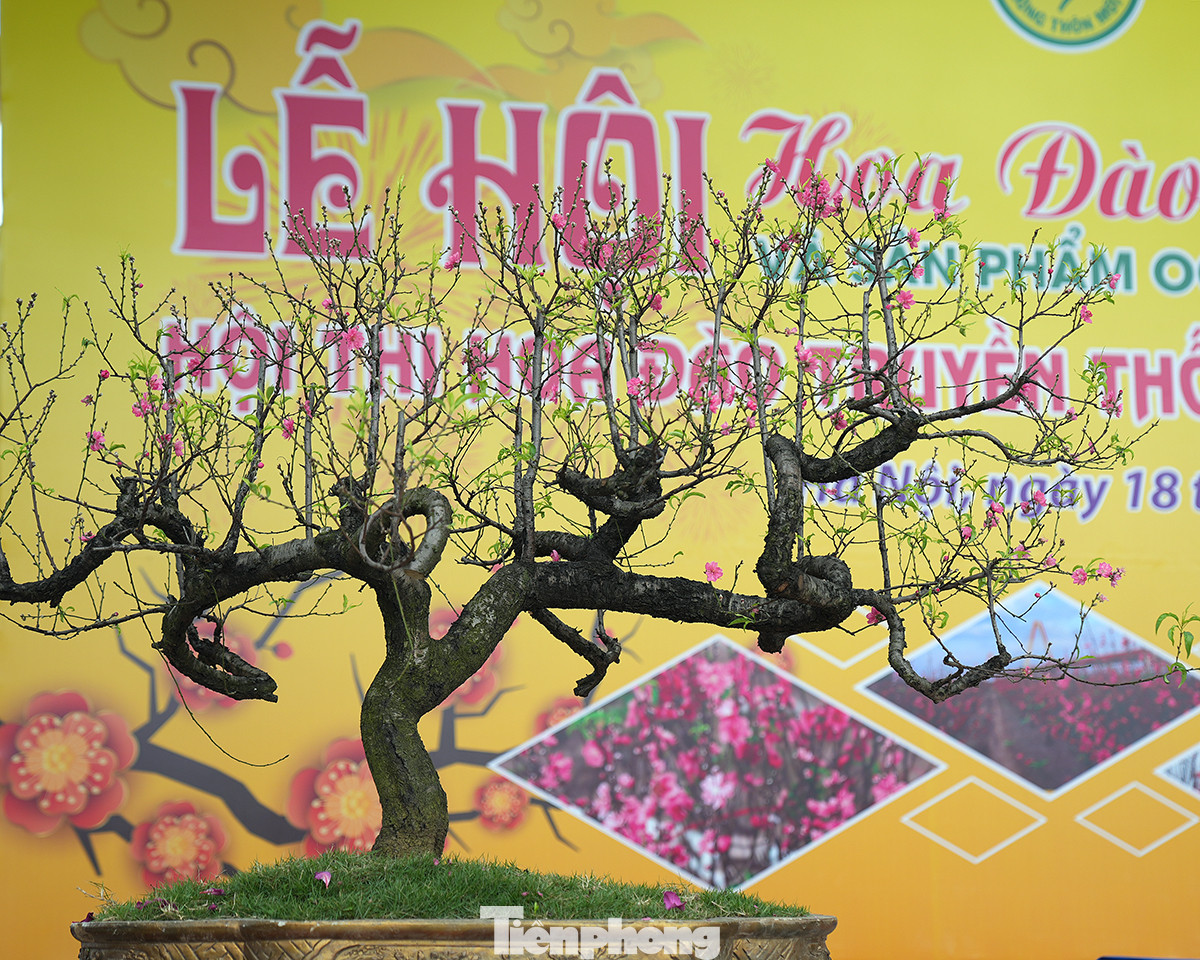 Xuân Giáp Thìn sắp đến, làng nghề hoa đào truyền thống Nhật Tân vinh dự được Sở Nông nghiệp Hà Nội đưa các sản phầm hoa đào tham gia hội thi cấp Thành phố.