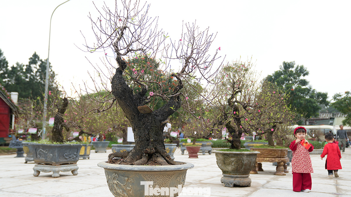 Theo những nông dân trồng đào cảnh lâu năm, mỗi cây đào đều có vẻ đẹp đặc trưng riêng có và cũng có từng thông điệp riêng.