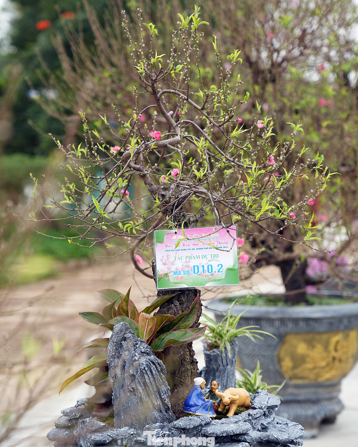 Qua mỗi hội thi, có nhiều hơn những sản phẩm cây hoa đào đẹp, mang nhiều giá trị về nghệ thuật và đem lại hiệu quả kinh tế cao.