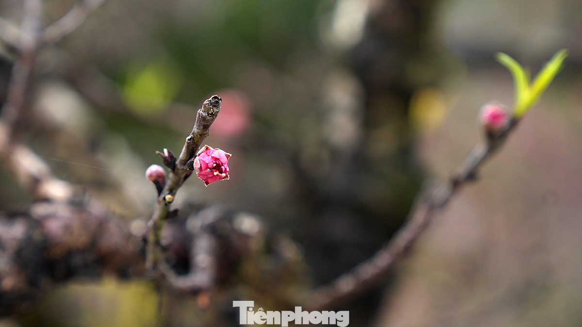 Sắc thắm của hoa đào nổi bật giữa các loài hoa nên đã thực sự trở thành loài hoa Tết truyền thống của dân tộc tỏa sáng sự giao thoa, linh thiêng, của đất trời.