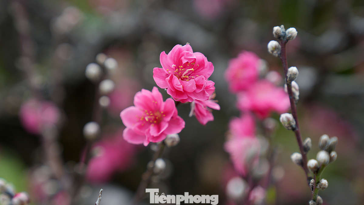 Sắc thắm của hoa đào nổi bật giữa các loài hoa nên đã thực sự trở thành loài hoa Tết truyền thống của dân tộc tỏa sáng sự giao thoa, linh thiêng, của đất trời.