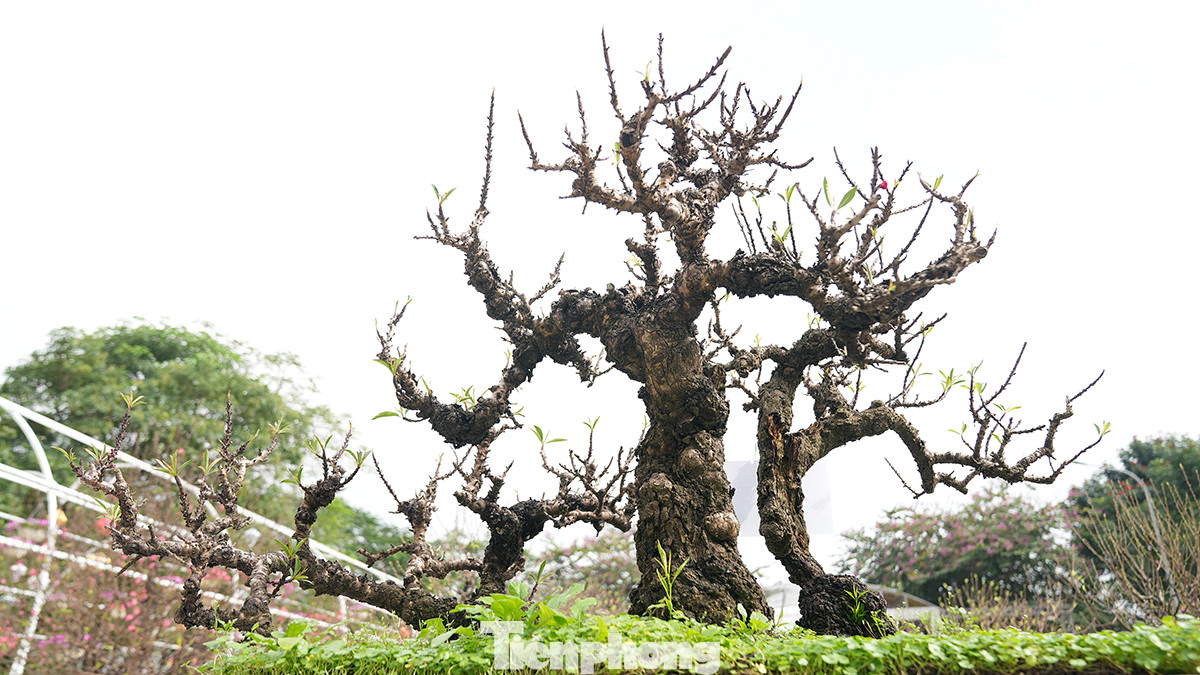 Trải qua 3 lần tổ chức, Lễ hội hoa đào và hội thi tay nghề làng đào truyền thống ở phường Nhật Tân (quận Tây Hồ) đã dần mang đến cho người trồng đào thêm nhiều động lực để tiếp tục duy trì và phát triển làng nghề.