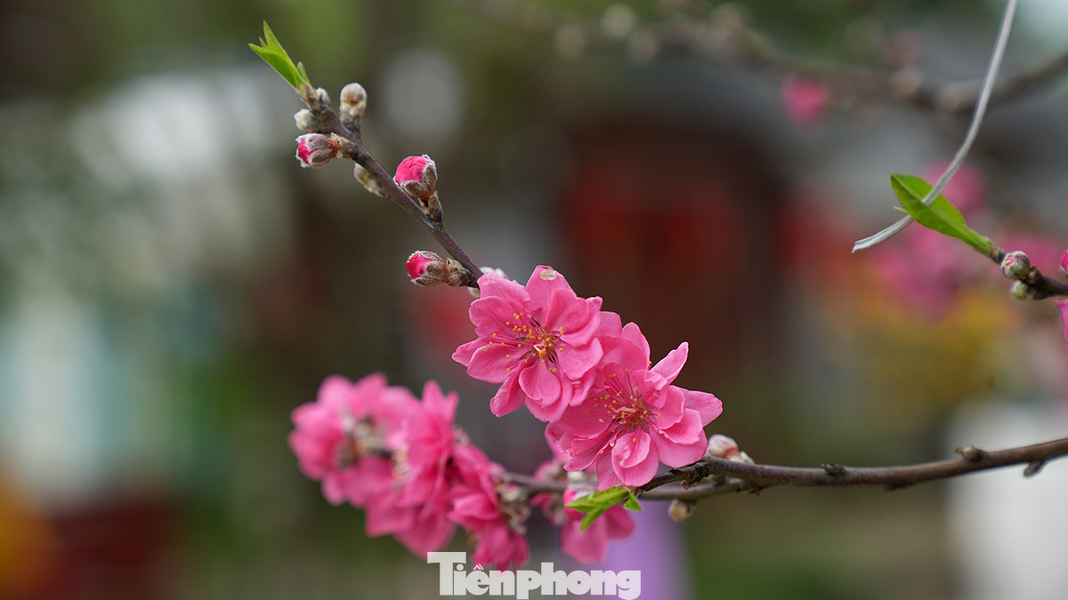 Sắc thắm của hoa đào nổi bật giữa các loài hoa nên đã thực sự trở thành loài hoa Tết truyền thống của dân tộc tỏa sáng sự giao thoa, linh thiêng, của đất trời.