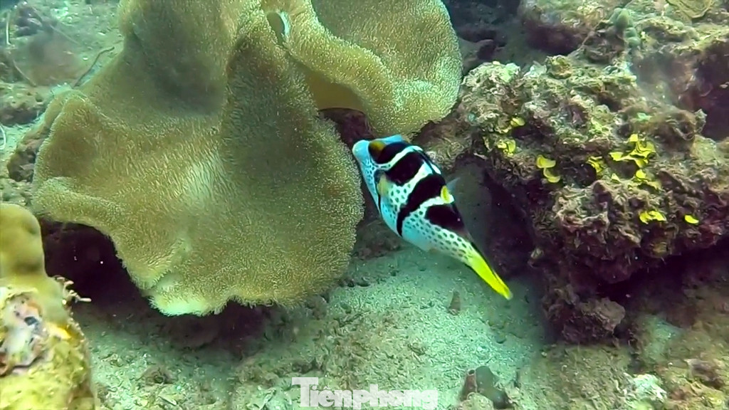 Đặc biệt là nhiều bãi biển nước sâu, trong đã tạo điều kiện lý tưởng cho dịch vụ lặn ngắm san hô và những loài cá vô cùng đẹp mắt của vùng biển Cù Lao Chàm.