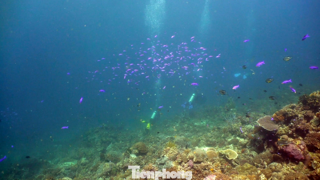 Du khách sẽ được ngắm san hô ở khoảng cách gần.