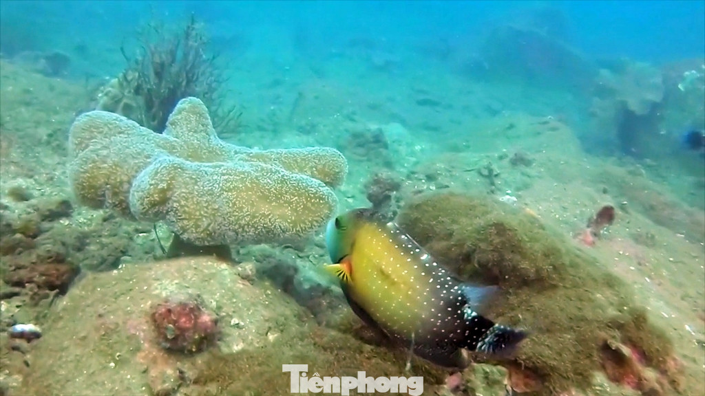 Đặc biệt là nhiều bãi biển nước sâu, trong đã tạo điều kiện lý tưởng cho dịch vụ lặn ngắm san hô và những loài cá vô cùng đẹp mắt của vùng biển Cù Lao Chàm.