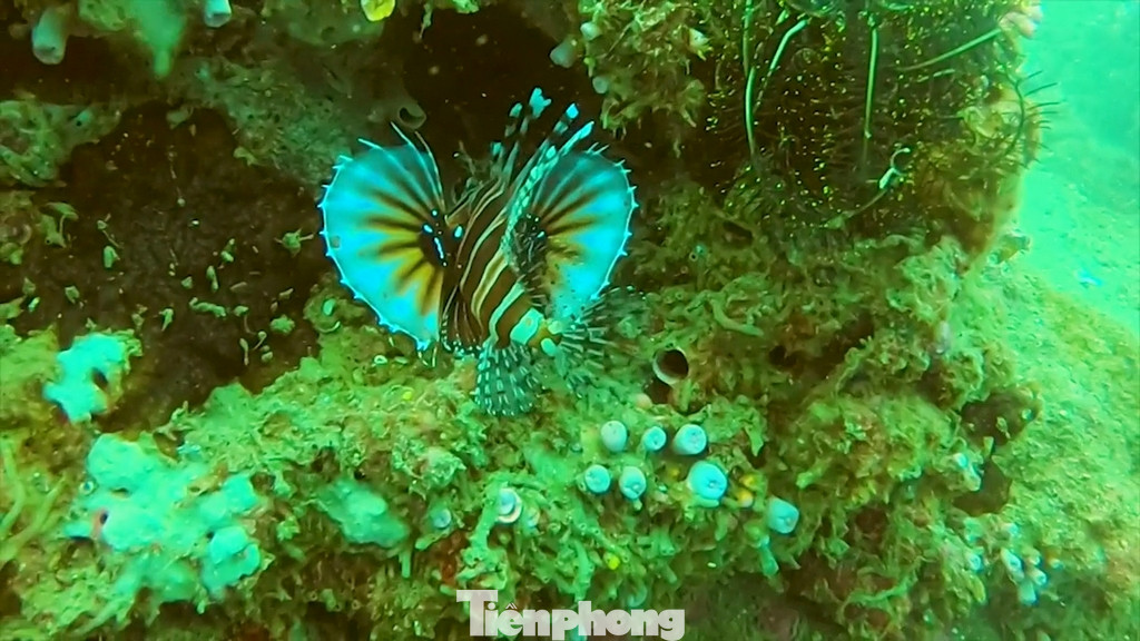 Đặc biệt là nhiều bãi biển nước sâu, trong đã tạo điều kiện lý tưởng cho dịch vụ lặn ngắm san hô và những loài cá vô cùng đẹp mắt của vùng biển Cù Lao Chàm.