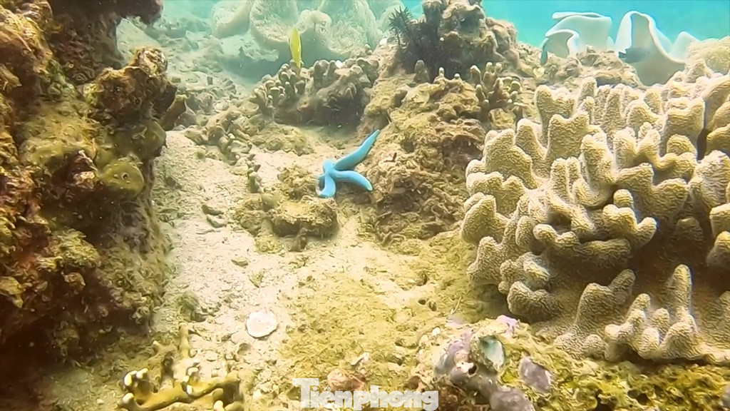 Nếu muốn được tận mắt ngắm nhìn những rạn san hô ở vùng biển Cù Lao Chàm, du khách có thể chọn một trong 3 hình thức: Lặn nổi, lặn sâu, đi bộ dưới biển.