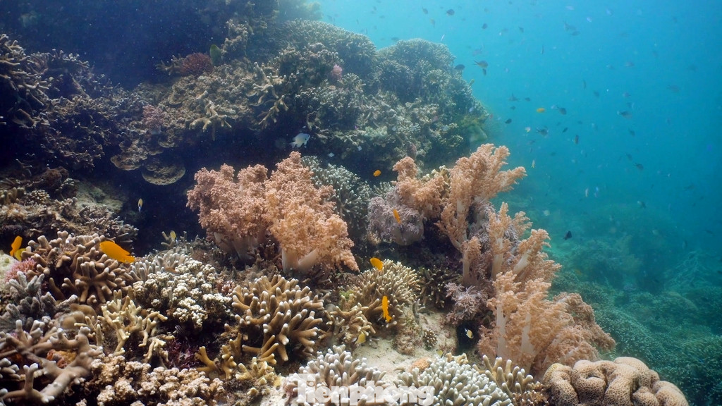 Nếu muốn được tận mắt ngắm nhìn những rạn san hô ở vùng biển Cù Lao Chàm, du khách có thể chọn một trong 3 hình thức: Lặn nổi, lặn sâu, đi bộ dưới biển.