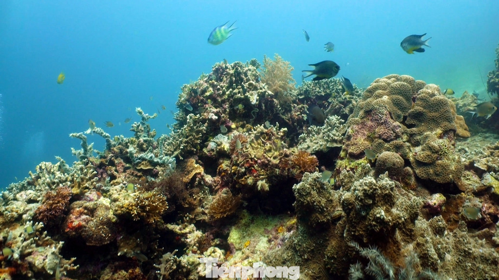 Đây là hòn đảo đầu tiên của Việt Nam phát hiện ra hệ san hô phong phú với hơn 300 loài, 39 giống và 17 họ. Sự phong phú về hình dạng, kích thước và màu sắc cùng hệ sinh vật biển đa dạng, tuyệt đẹp.