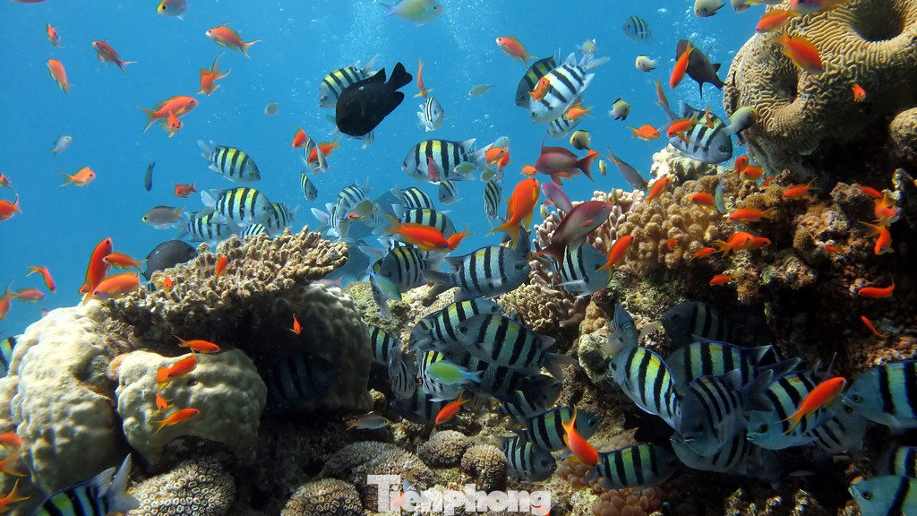 Đây là hòn đảo đầu tiên của Việt Nam phát hiện ra hệ san hô phong phú với hơn 300 loài, 39 giống và 17 họ. Sự phong phú về hình dạng, kích thước và màu sắc cùng hệ sinh vật biển đa dạng, tuyệt đẹp.