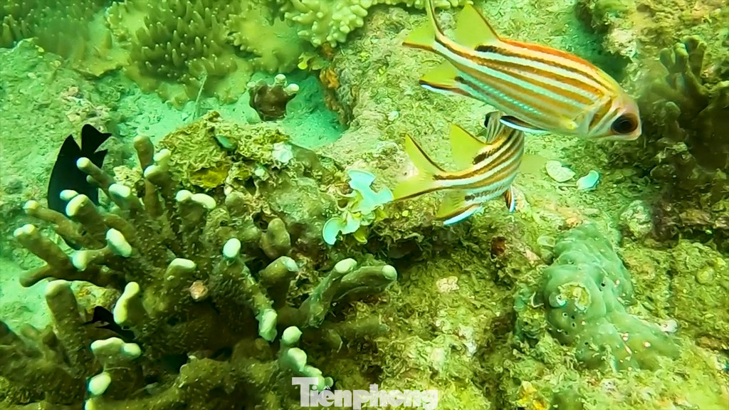 Đặc biệt là nhiều bãi biển nước sâu, trong đã tạo điều kiện lý tưởng cho dịch vụ lặn ngắm san hô và những loài cá vô cùng đẹp mắt của vùng biển Cù Lao Chàm.