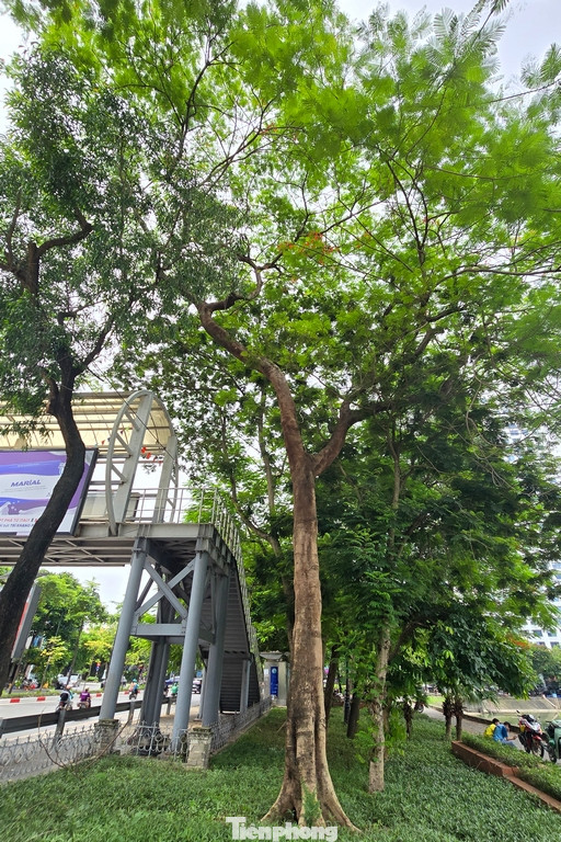 Trồng bổ sung cây xanh bảo đảm mật độ 5m2/cây, bổ sung dải cây xanh, vật kiến trúc trang trí; lắp đặt ghế ngồi, thùng rác, nhà vệ sinh công cộng; đèn chiếu sáng đường dạo; cổng chào phố đi bộ.