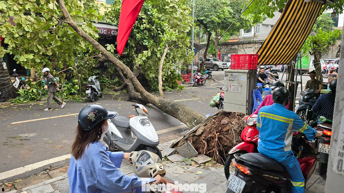 Một cây bàng đổ chắn ngang đường Hàng Mã (quận Hoàn Kiếm).