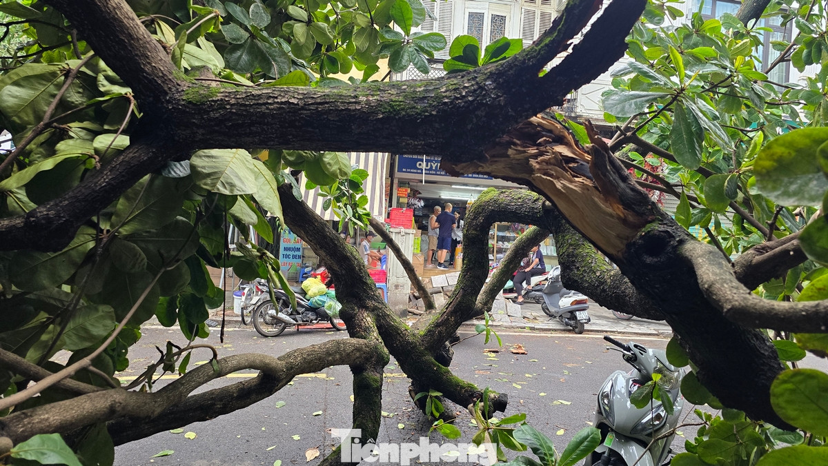 Nhiều tuyến phố cả hàng cây đổ rạp xuống đường, hàng loạt phương tiện không thể di chuyển.