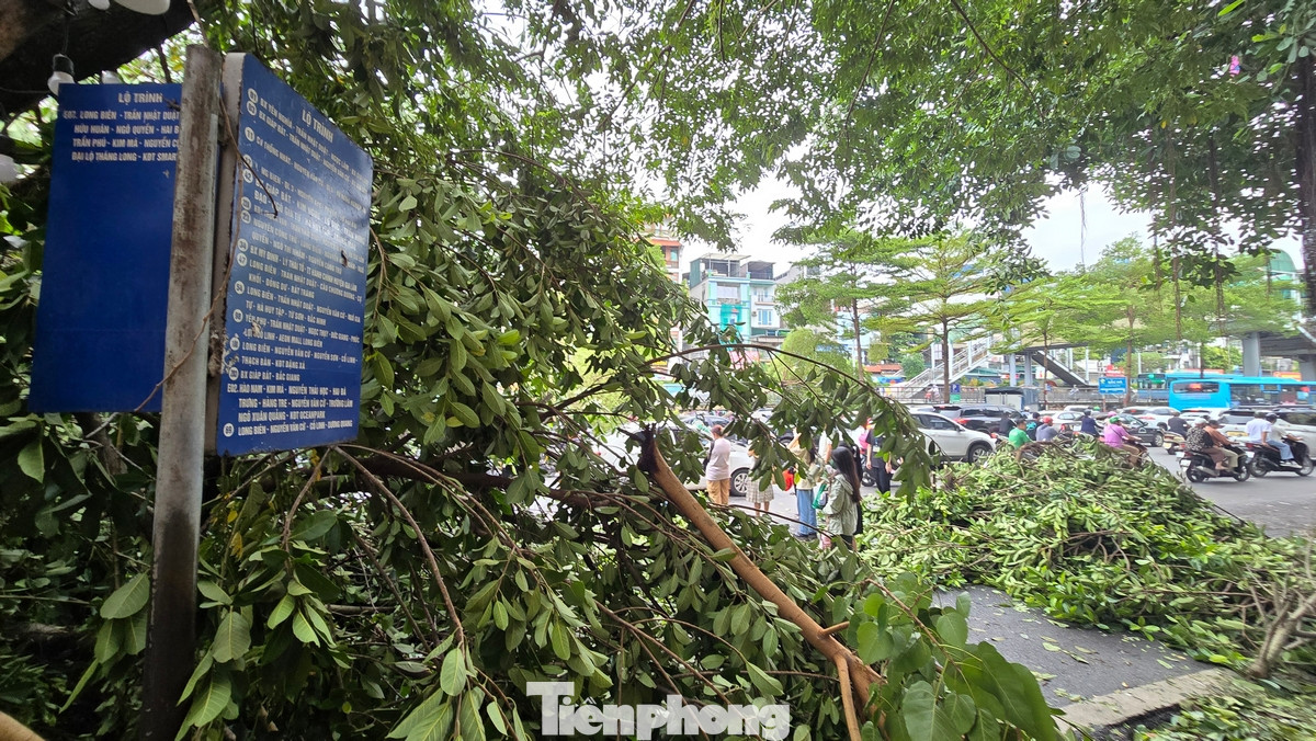 Một điểm chờ xe buýt bị cây xanh gãy đổ bao vây.