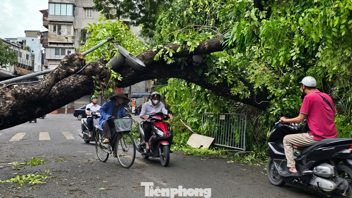 Người dân phải cúi đầu, khom lưng khi đi qua cây xà cừ lâu năm bị đổ ngang đường trên phố Phùng Hưng.