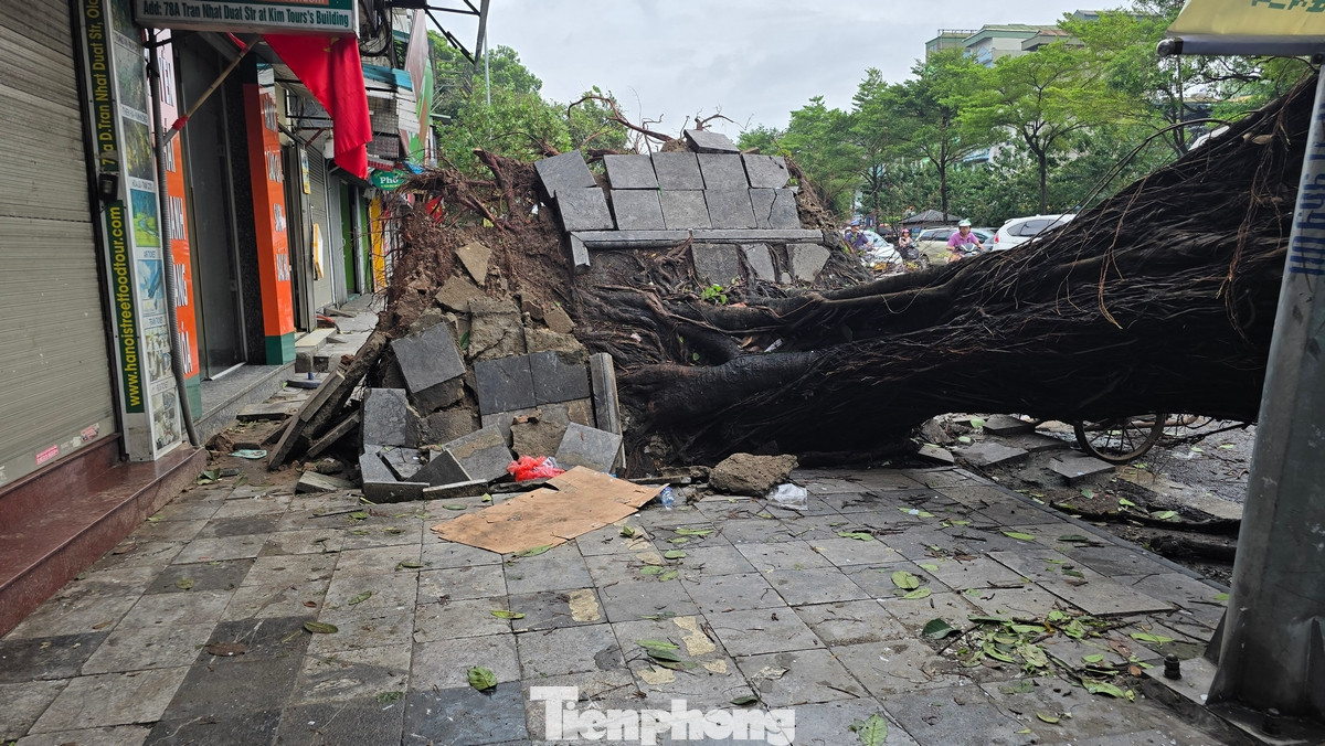 Trên phố Trần Quang Khải, cây cổ thụ bật gốc che kín vỉa hè.