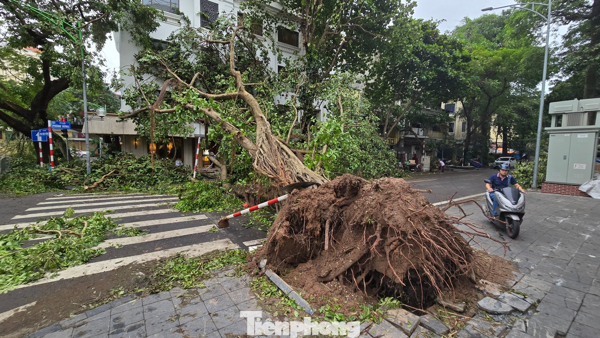 Một cây đa rất lớn đổ chắn ngang đầu phố Phùng Hưng, tiếp giáp với đường Phan Đình Phùng.